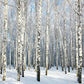 Custom 3D Wall Paper Natural Scenery Murals Winter Birch Forest Landscape Wallpaper Large Mural For Living Room Sofa TV Backdrop