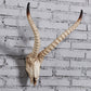 Resin Sheep Skull Wall Hanging Horn Wall Decoration